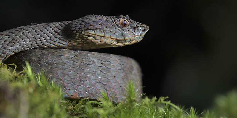Las Serpientes en Colombia
